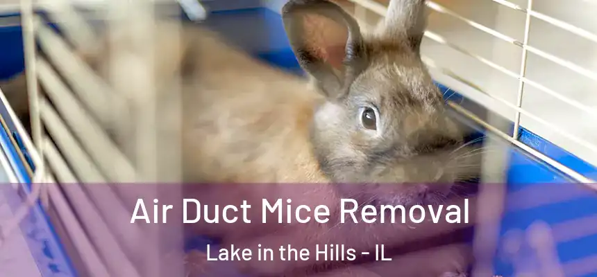  Air Duct Mice Removal Lake in the Hills - IL